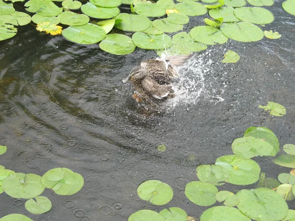 Splashing Duck — Stock Photo, Image