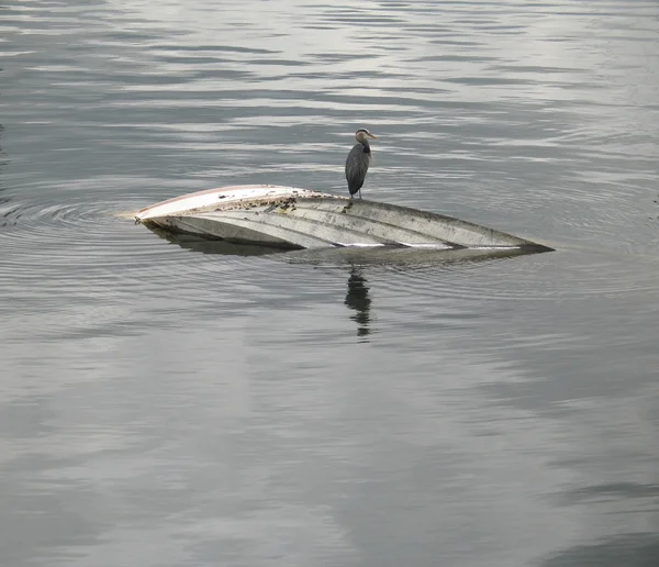 Tekne batıyor üzerinde mavi balıkçıl