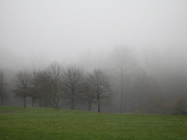 Sisli Forrest