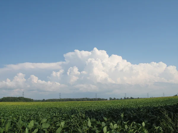 Farmer's veld — Stockfoto