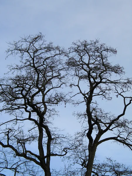 Siluet Tree Tops — Stok fotoğraf