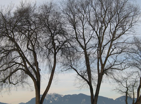山景的冬季树木 — 图库照片