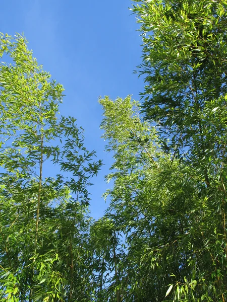背の高い竹の木 — ストック写真