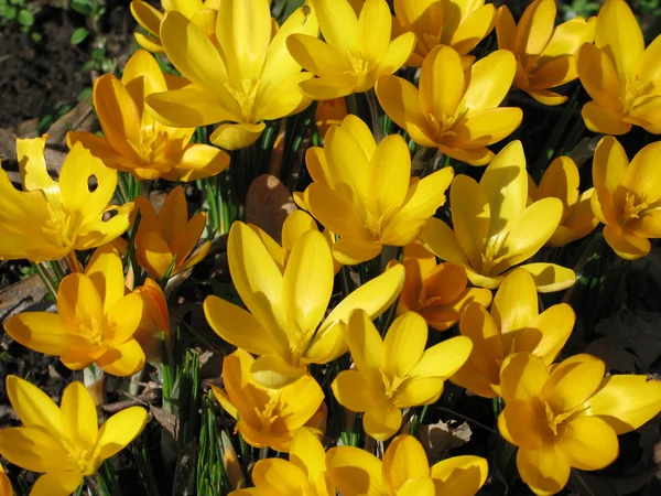 Квітучі жовті квіти — стокове фото