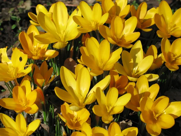 Gele bloeiende bloemen — Stockfoto