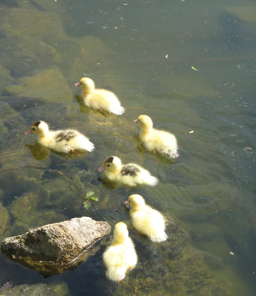 Baby-Enten schwimmen — Stockfoto