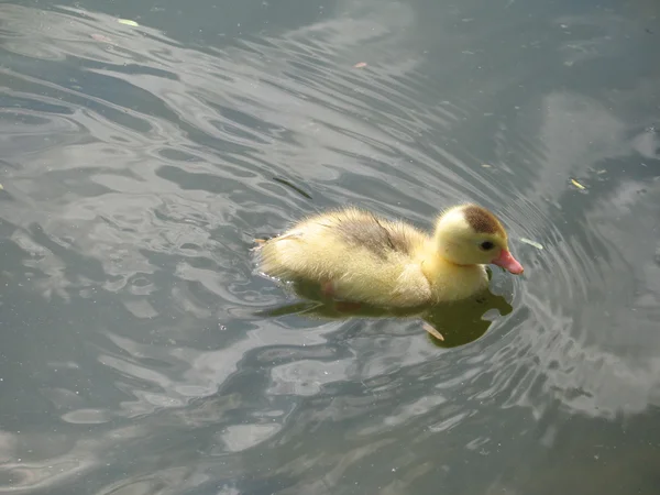 Entenbaby schwimmt — Stockfoto