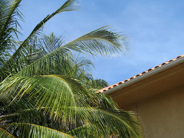 Palm and Resort Roof — Stock Photo, Image