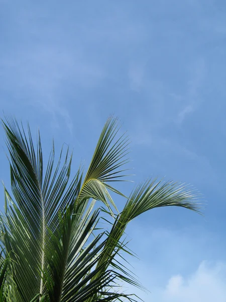 パーム ツリーの青い空 — ストック写真