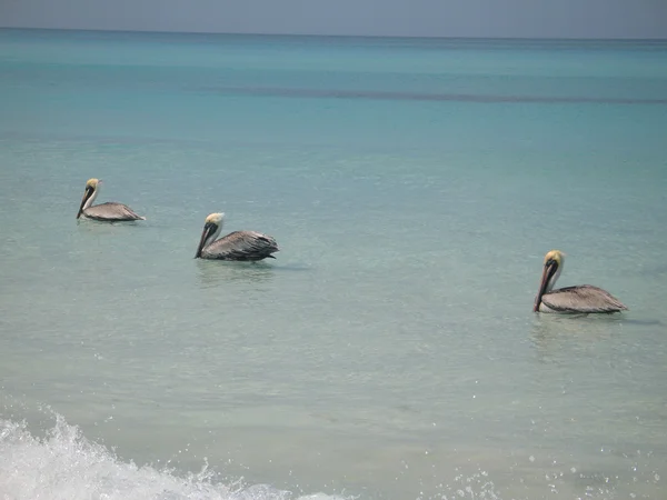 Pelicanos marinhos flutuam — Fotografia de Stock