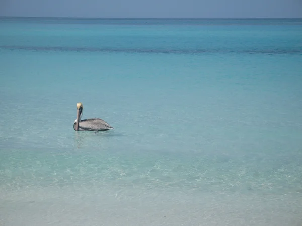 Pelikan morze płynie — Zdjęcie stockowe