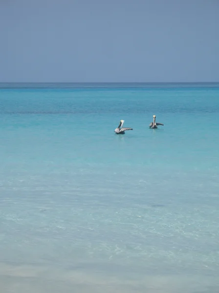 Morze pelikany Float — Zdjęcie stockowe