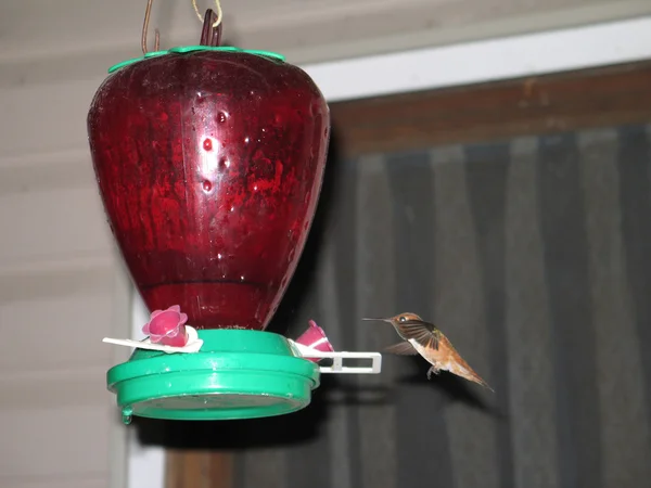 Hummingbird em um alimentador — Fotografia de Stock