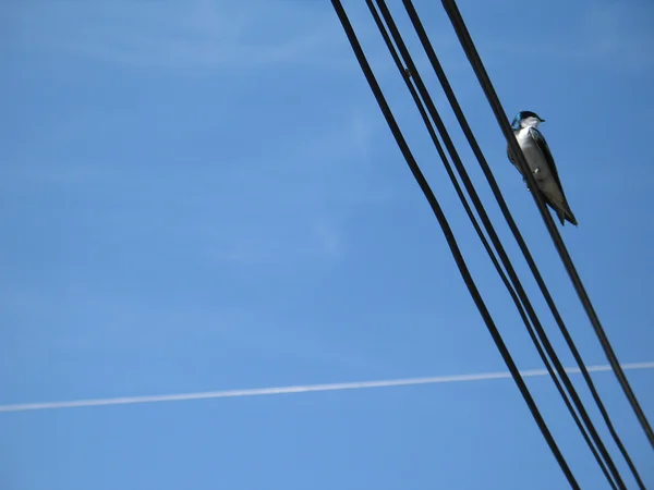 Pássaro no fio — Fotografia de Stock