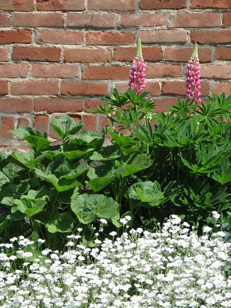 Kwiaty w pobliżu mur z cegły — Zdjęcie stockowe