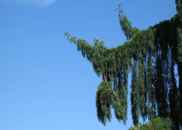 Albero verde droopy — Foto Stock
