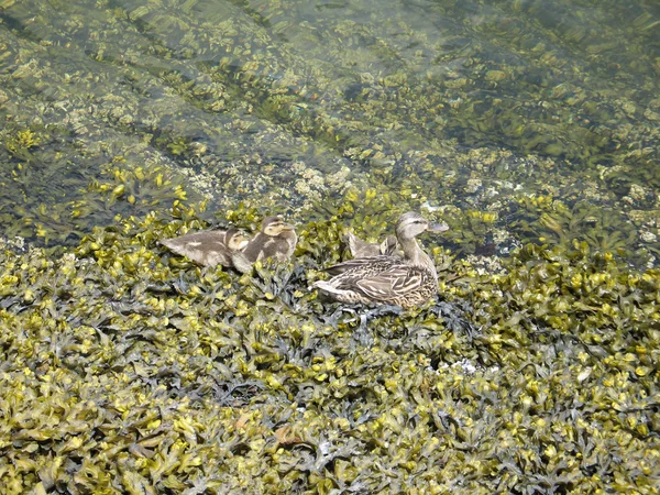 Enten auf klarem Teich — Stockfoto