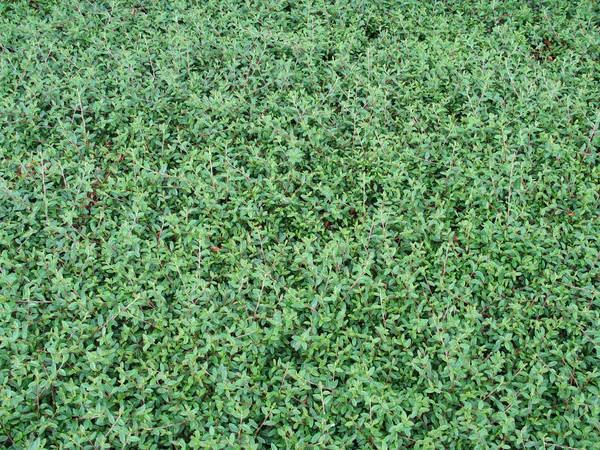 Green Hedge Wall — Stock Photo, Image