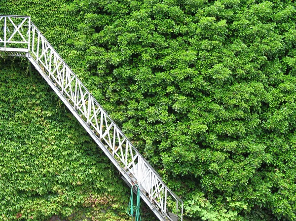Scala da esterno in verde lussureggiante — Foto Stock
