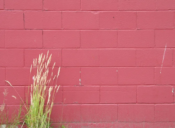 Mur extérieur rose avec herbe — Photo