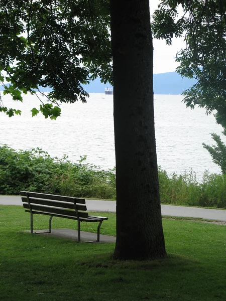 ツリーの下の公園のベンチ — ストック写真