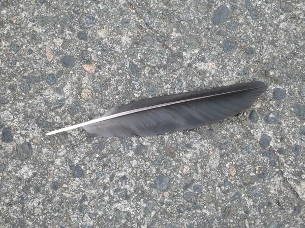 Crow Feather on Pavement — Stock Photo, Image