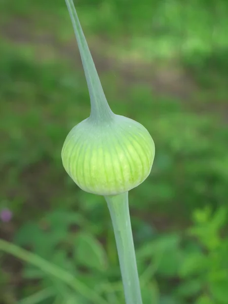 Gesloten bloem bud — Stockfoto