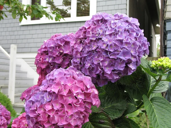 Rosa Hortensien — Stockfoto