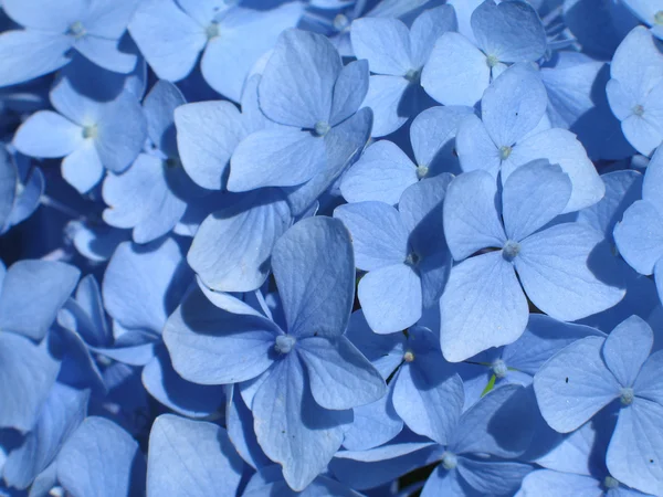 Blaue Hortensie — Stockfoto