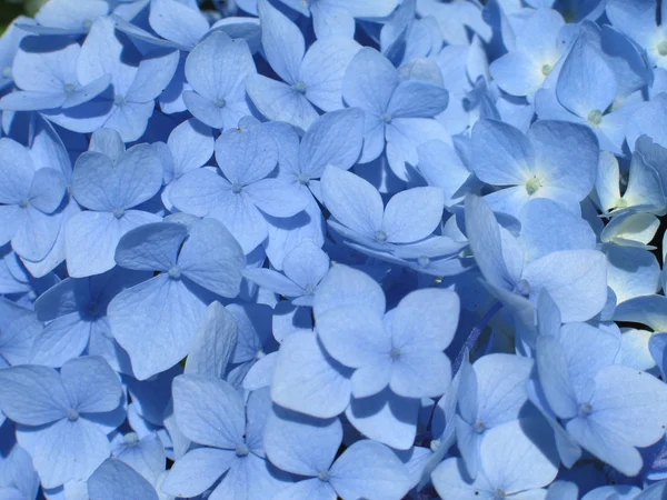 Modrá hortenzie — Stock fotografie