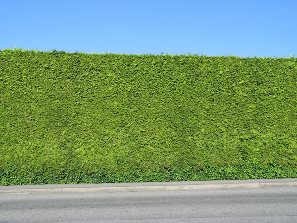 Groene hedge — Stockfoto