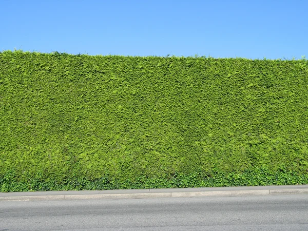 Siepe verde — Foto Stock