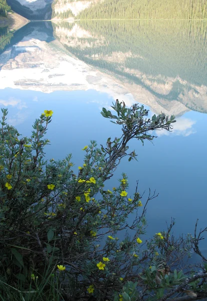 Evergreen Tree Tips and Mountain Lake — Stock Photo, Image