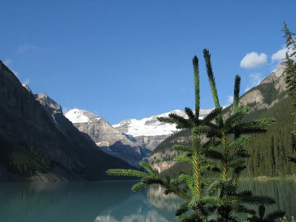 Árbol Evergreen Consejos y Lago de Montaña —  Fotos de Stock