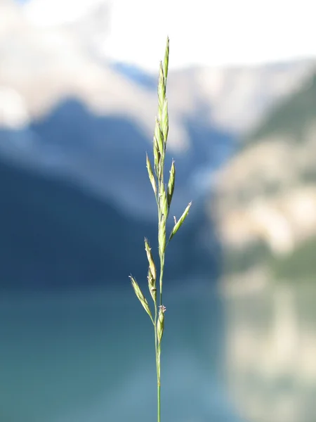 Haut de mauvaises herbes — Photo