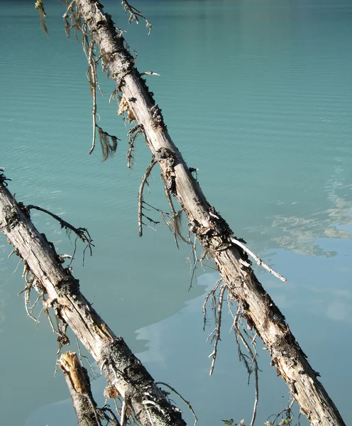 Dode boom Green Lake — Stockfoto