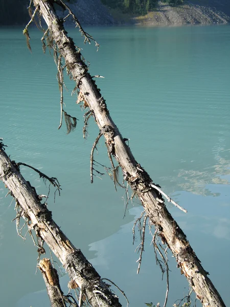 Lago Verde Árvore Morta — Fotografia de Stock