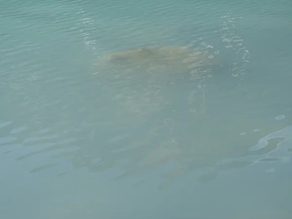 Rochers submergés dans Green Lake — Photo