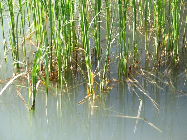 Consejos de malas hierbas en el lago verde — Foto de Stock