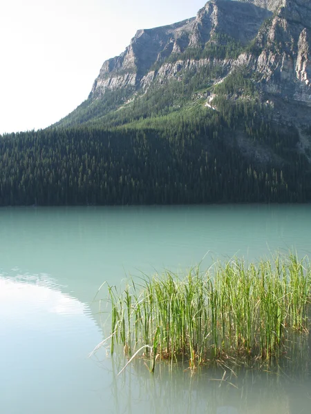 Suggerimenti per l'erba nel lago verde — Foto Stock