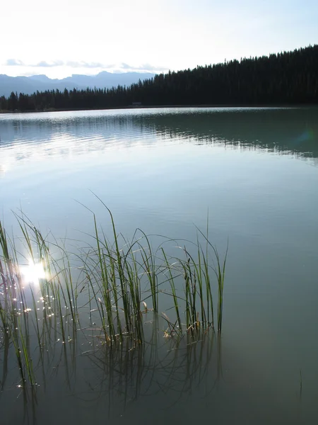 Dicas de ervas daninhas em Green Lake — Fotografia de Stock