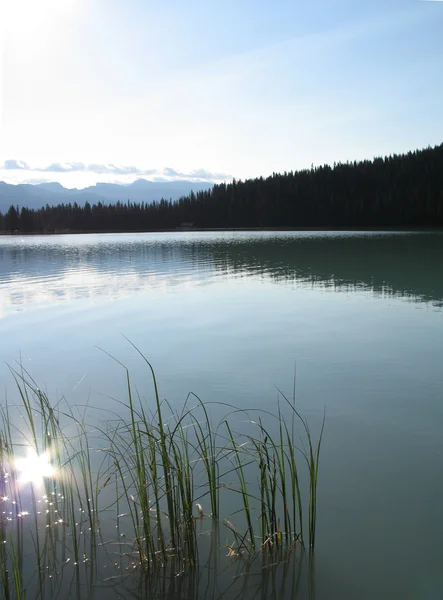 Suggerimenti per l'erba nel lago verde — Foto Stock