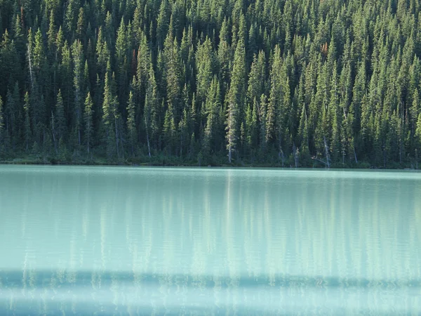 緑の湖木海岸線 — ストック写真