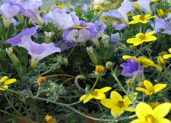 野生の花 — ストック写真