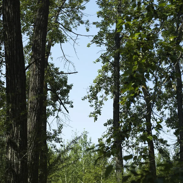 Trees and blue sky — Stock Photo, Image