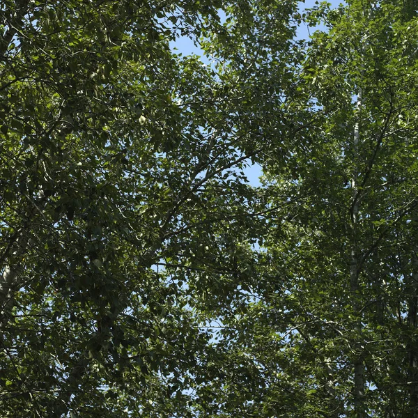 Bomen en blauwe lucht — Stockfoto