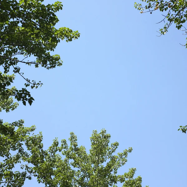 Árvores e céu azul — Fotografia de Stock