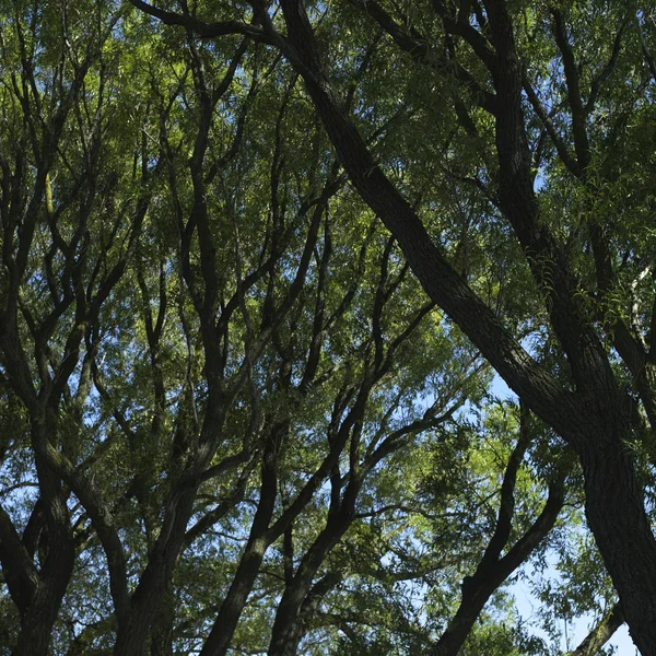 Alberi e cielo blu — Foto Stock