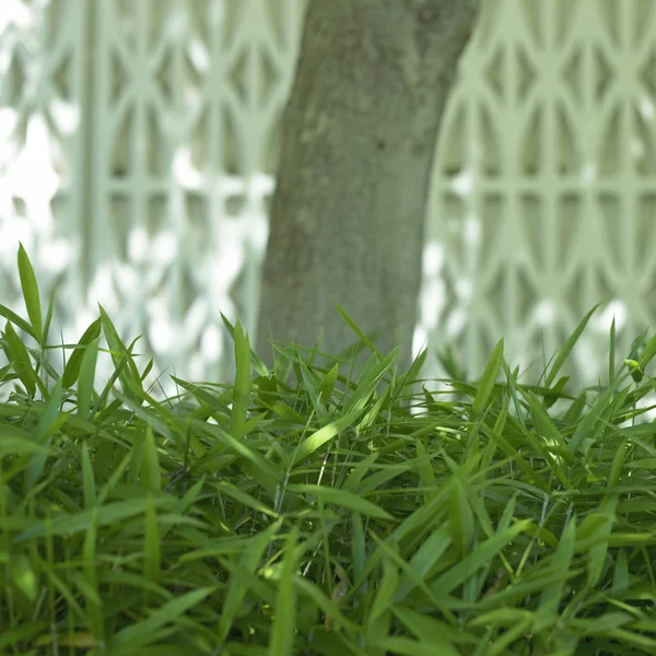 Boom en de gras — Stockfoto