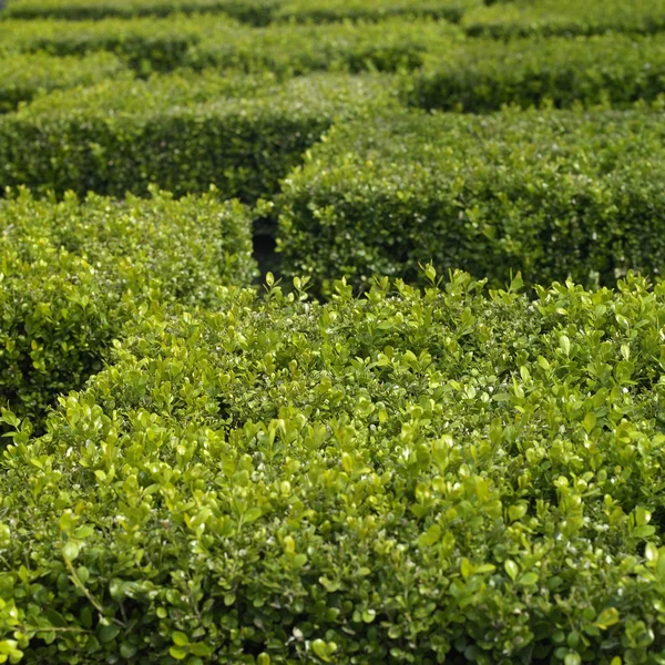 Damalı kesilmiş hedge üst — Stok fotoğraf